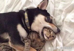 二狗爆料谢航视频大全集,谢航视频大全集深度解析